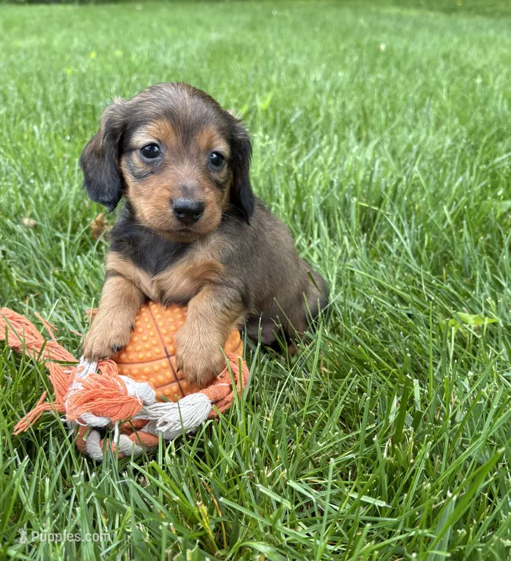 River  – Dachshund puppy for sale in Middlebury, IN