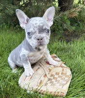 Bruiser, a male French Bulldog for sale in Middlebury, IN – 2 of 5