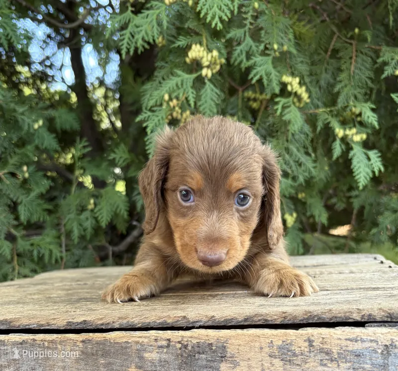 Calihan – Dachshund puppy for sale in Middlebury, IN