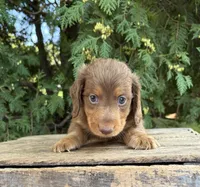 Calihan, a male Dachshund for sale in Middlebury, IN – 1 of 5
