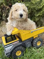 Jack, a male Bichpoo for sale in Middlebury, IN – 4 of 4