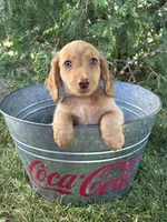 Briggs, a male Dachshund for sale in Middlebury, IN – 4 of 4