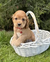 Jackson, a male Cocker Spaniel for sale in Middlebury, IN – 3 of 4