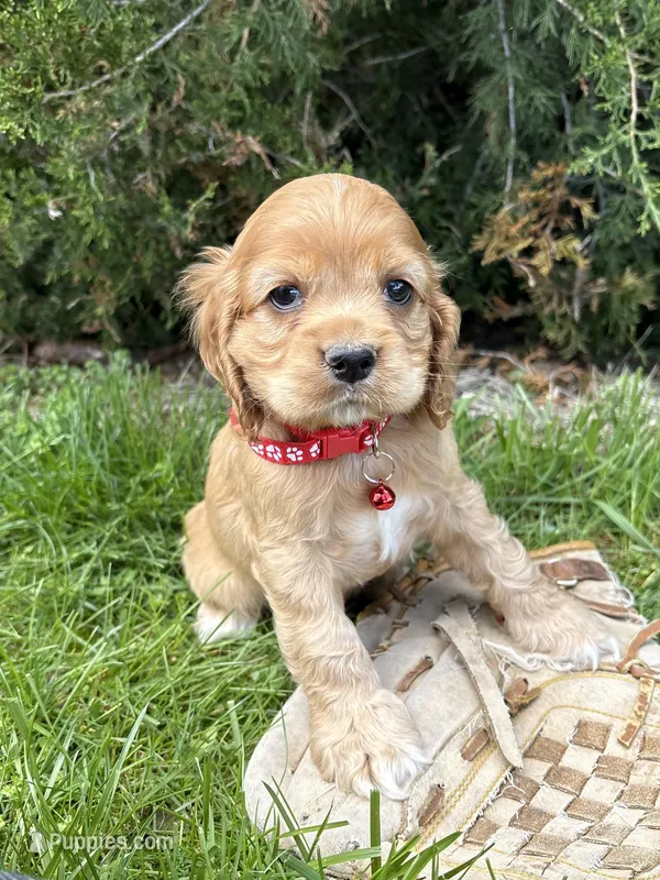 Jackson – Cocker Spaniel puppy for sale in Middlebury, IN