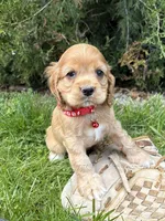 Jackson, a male Cocker Spaniel for sale in Middlebury, IN – 1 of 4