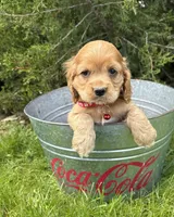 Jackson, a male Cocker Spaniel for sale in Middlebury, IN – 2 of 4