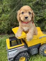 Jackson, a male Cocker Spaniel for sale in Middlebury, IN – 4 of 4