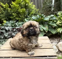 Casi, a female Shih Tzu for sale in Middlebury, IN – 2 of 5