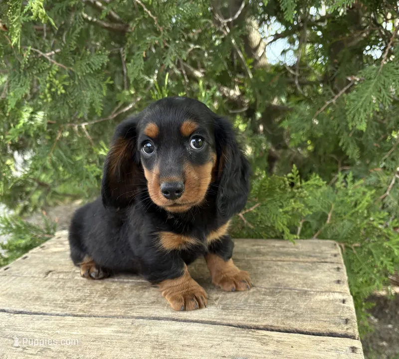 Monroe – Dachshund puppy for sale in Middlebury, IN