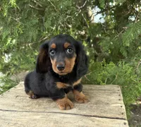 Monroe, a male Dachshund for sale in Middlebury, IN – 1 of 4