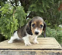Molly , a female Dachshund for sale in Middlebury, IN – 1 of 5