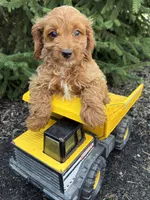 Romeo, a male Cavapoo for sale in Middlebury, IN – 2 of 4