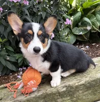 Gideon, a male Pembroke Welsh Corgi for sale in Middlebury, IN – 1 of 4