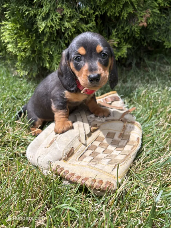 Stella – Dachshund puppy for sale in Middlebury, IN