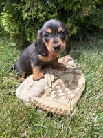 Stella, a female Dachshund for sale in Middlebury, IN – 1 of 4