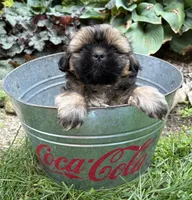 Cooper, a male Shih Tzu for sale in Middlebury, IN – 4 of 5