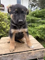 Darcy, a female German Shepherd Dog for sale in Middlebury, IN – 2 of 4