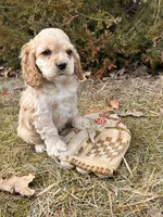 Milo, a male Cocker Spaniel for sale in Middlebury, IN – Photo 5 of 5
