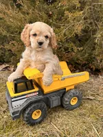 Milo, a male Cocker Spaniel for sale in Middlebury, IN – Photo 4 of 5