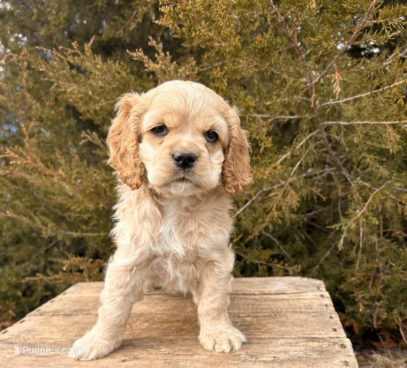 Milo, a male Cocker Spaniel for sale in Middlebury, IN – Photo 1 of 5