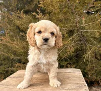 Milo, a male Cocker Spaniel for sale in Middlebury, IN – Photo 1 of 5