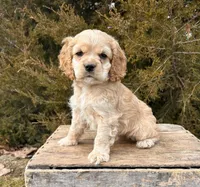Milo, a male Cocker Spaniel for sale in Middlebury, IN – Photo 2 of 5