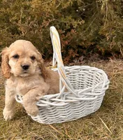 Milo, a male Cocker Spaniel for sale in Middlebury, IN – Photo 3 of 5