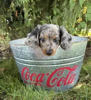 Sterling, a male Miniature Dachshund for sale in Middlebury, IN – 4 of 4