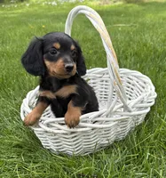 Harrison, a male Dachshund for sale in Middlebury, IN – 3 of 4