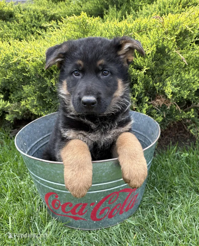 Stetson , a male German Shepherd Dog for sale in Middlebury, IN – Photo 1 of 5