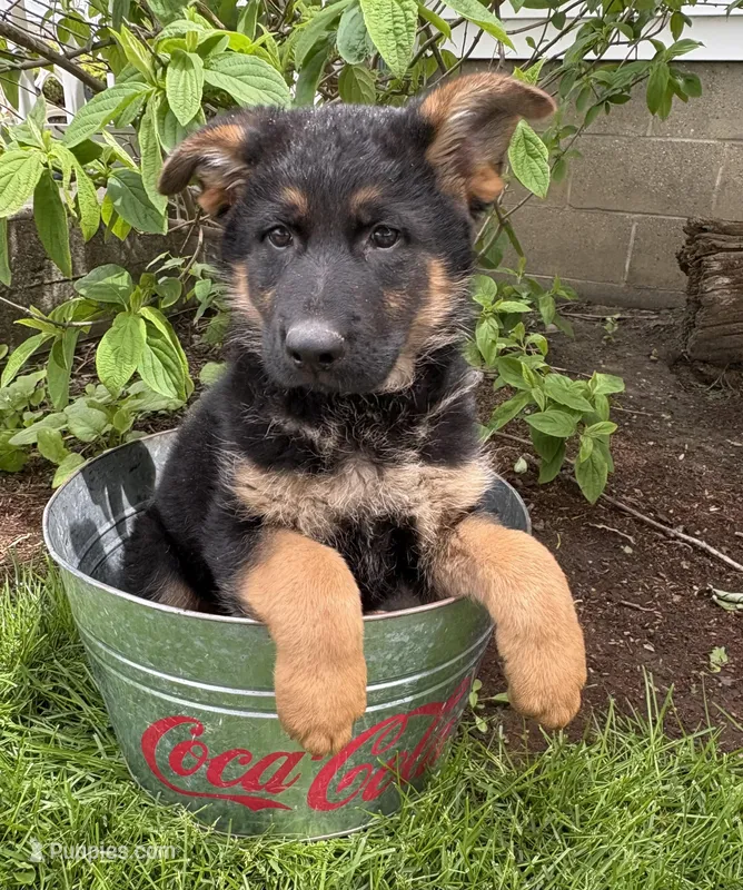 Stetson  – German Shepherd Dog puppy for sale in Middlebury, IN