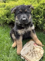 Stetson , a male German Shepherd Dog for sale in Middlebury, IN – Photo 2 of 5