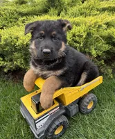 Stetson , a male German Shepherd Dog for sale in Middlebury, IN – Photo 3 of 5