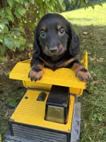 Teddy, a male Dachshund for sale in Middlebury, IN – 3 of 4