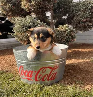 Daisy, a female Pembroke Welsh Corgi for sale in Middlebury, IN – Photo 5 of 5