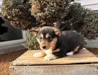 Daisy, a female Pembroke Welsh Corgi for sale in Middlebury, IN – Photo 2 of 5
