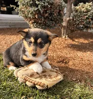 Daisy, a female Pembroke Welsh Corgi for sale in Middlebury, IN – Photo 4 of 5