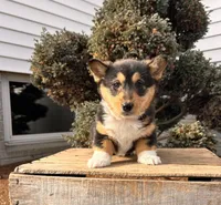 Daisy, a female Pembroke Welsh Corgi for sale in Middlebury, IN – Photo 1 of 5