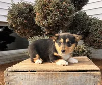 Daisy, a female Pembroke Welsh Corgi for sale in Middlebury, IN – Photo 3 of 5