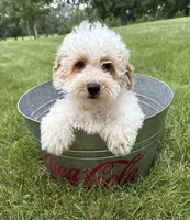 Arlo, a male Havapoo for sale in Middlebury, IN – 2 of 4