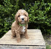 Zack, a male Cockapoo for sale in Middlebury, IN – 3 of 5
