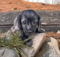 Ollie, a male Dachshund for sale in Middlebury, IN – Photo 3 of 4