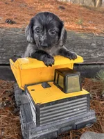 Ollie, a male Dachshund for sale in Middlebury, IN – Photo 1 of 4
