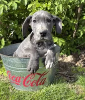 Tess, a female Great Dane for sale in Middlebury, IN – 2 of 5