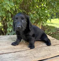 Tessa, a female Dachshund for sale in Middlebury, IN – 4 of 6