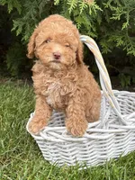 Phoenix , a male Poodle - Miniature  for sale in Middlebury, IN – 2 of 4