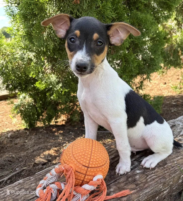 Sam – Jack Russell Terrier, Rat Terrier puppy for sale in Middlebury, IN