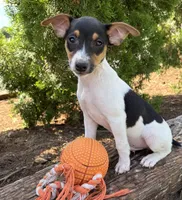 Sam, a male Jack Russell Terrier and Rat Terrier for sale in Middlebury, IN – 1 of 4