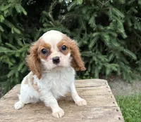 Sailor, a male Cavalier King Charles Spaniel for sale in Middlebury, IN – 2 of 4