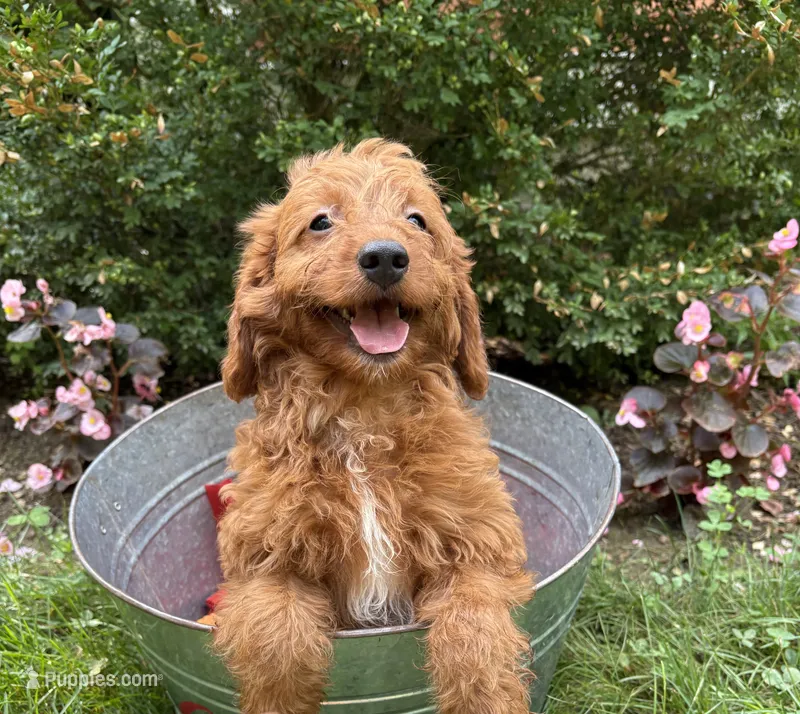 Arielle – Miniature Goldendoodle puppy for sale in Middlebury, IN